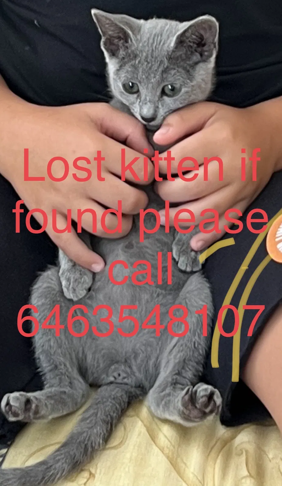 Lost cat in Hollywood, FL, 33019