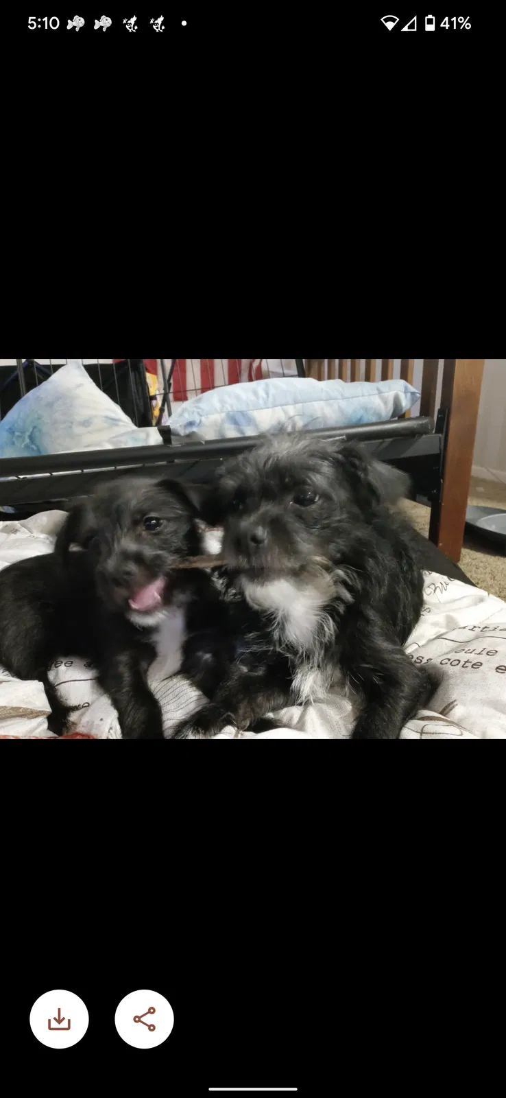 Lost dog in Albuquerque, NM, 87111