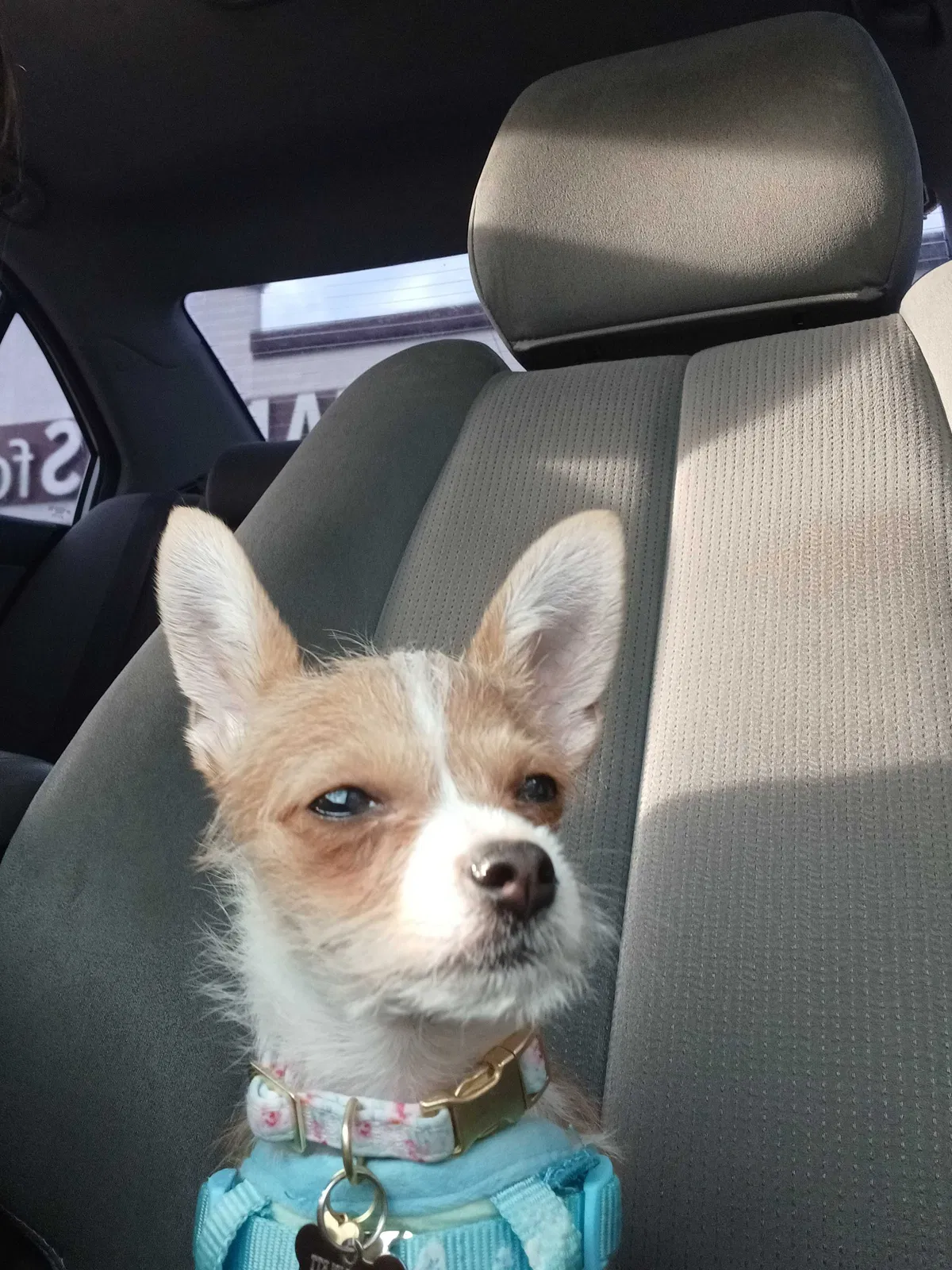 Lost dog in Las Vegas, NV, 89141