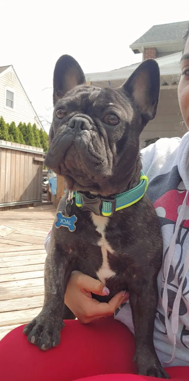Lost dog in South Bound Brook, NJ, 8880