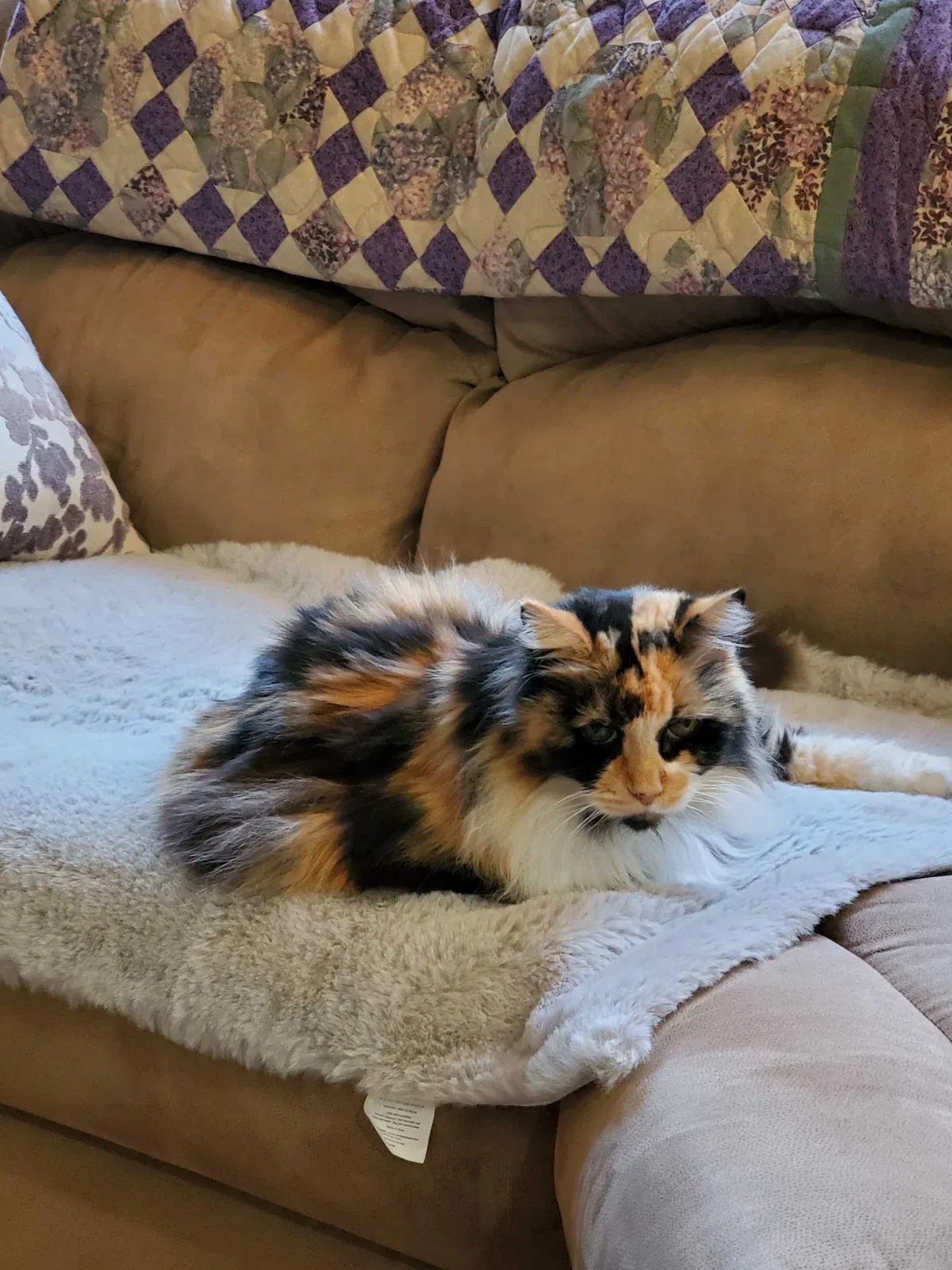 Lost cat in Las Vegas, NV, 89134
