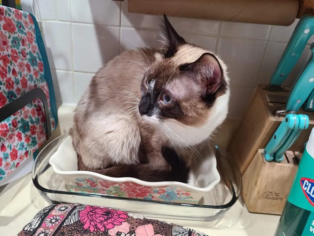 Lost cat in Maryland Heights, MO, 63043