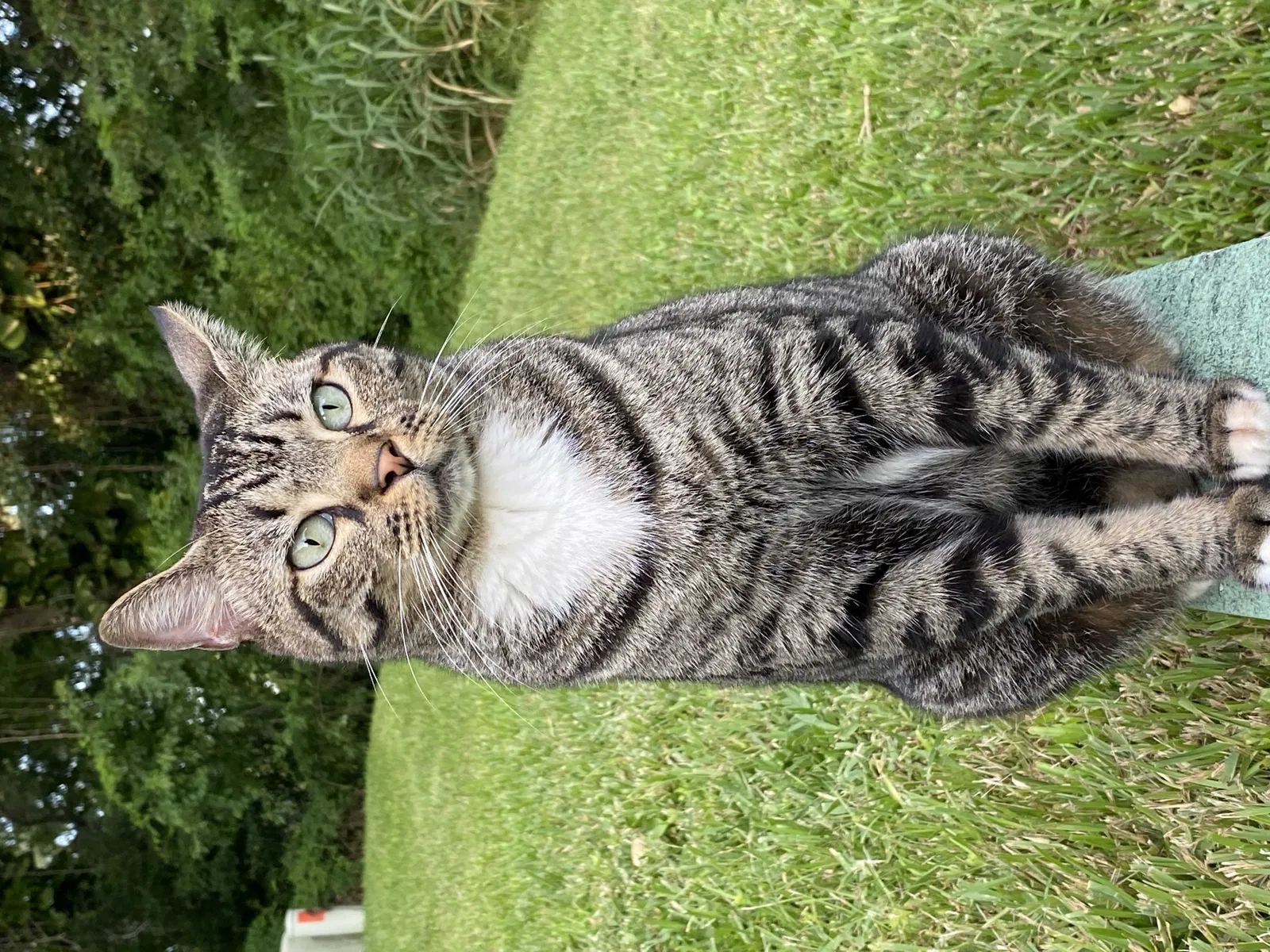 Lost cat in Palm Harbor, FL, 34683