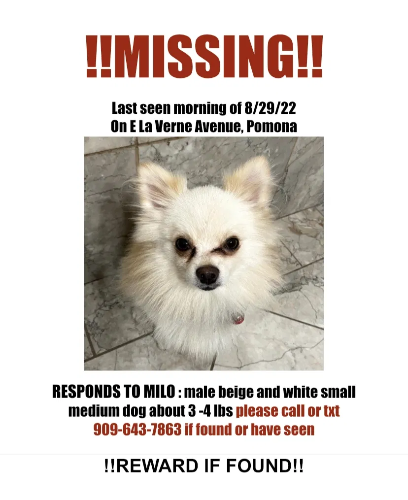 Lost dog in Pomona, CA, 91767