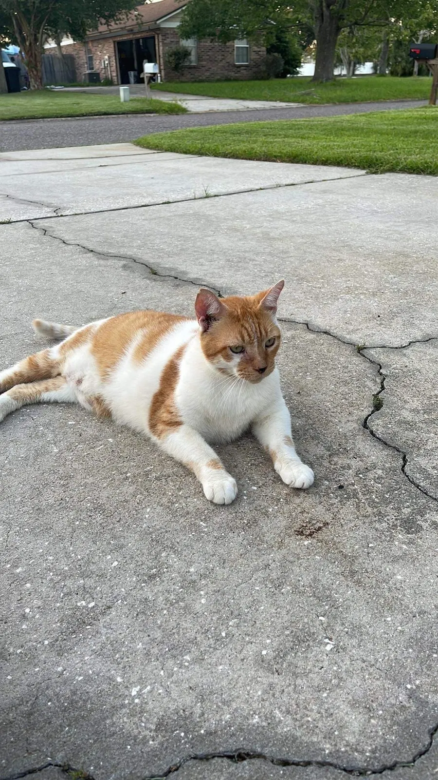 Lost cat in Jacksonville, FL, 32221