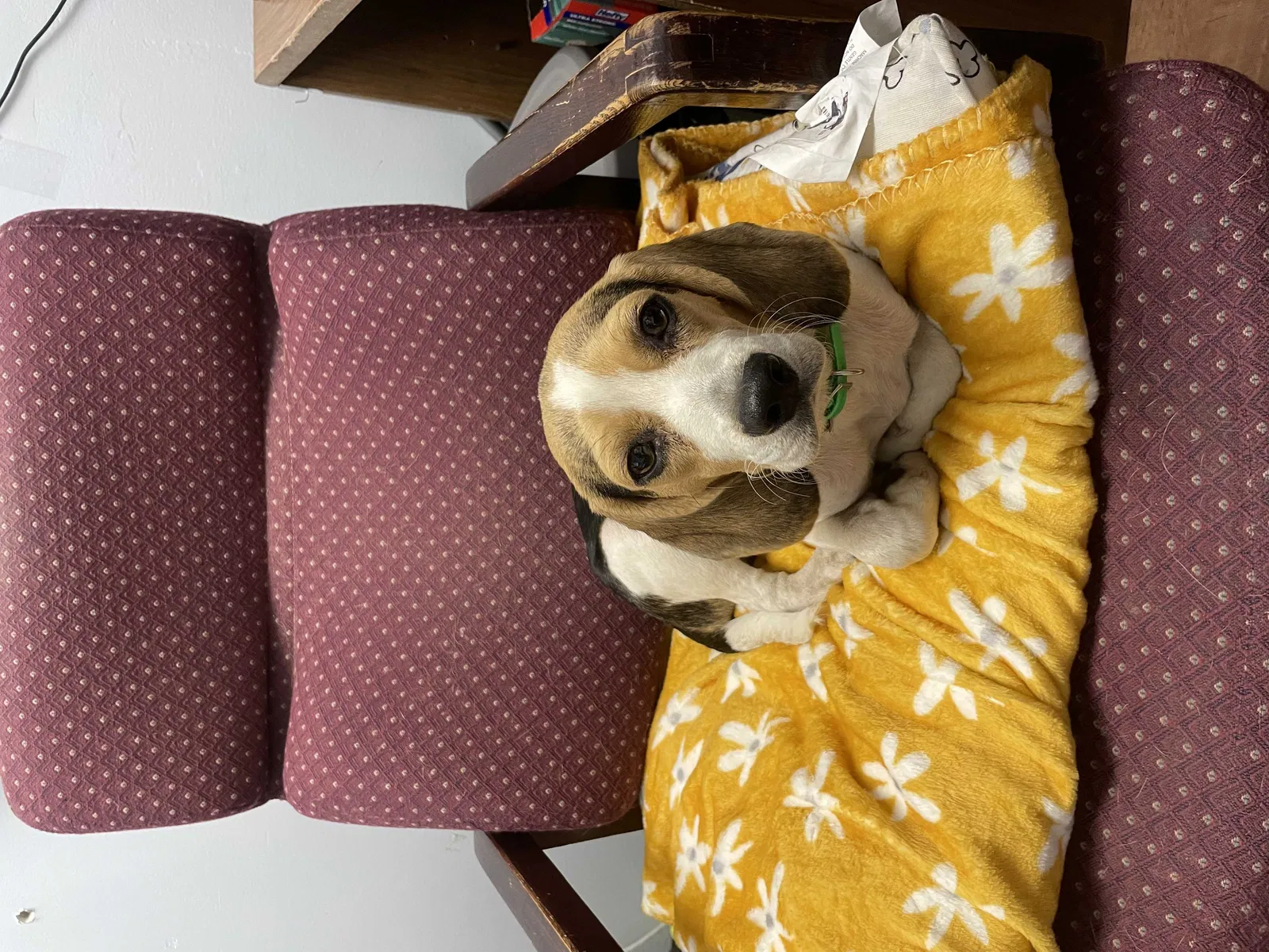 Lost dog in Andrews, SC, 29510