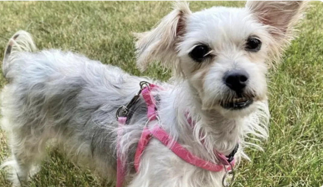 Lost dog in Woodbury, CT, 6798
