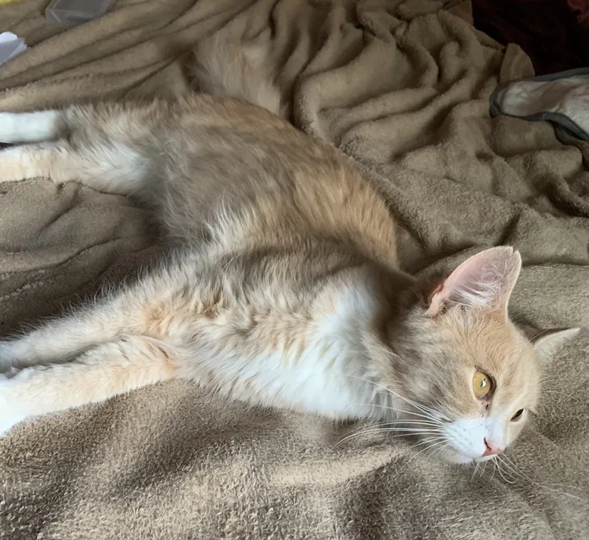 Lost cat in Broken Arrow, OK, 74012