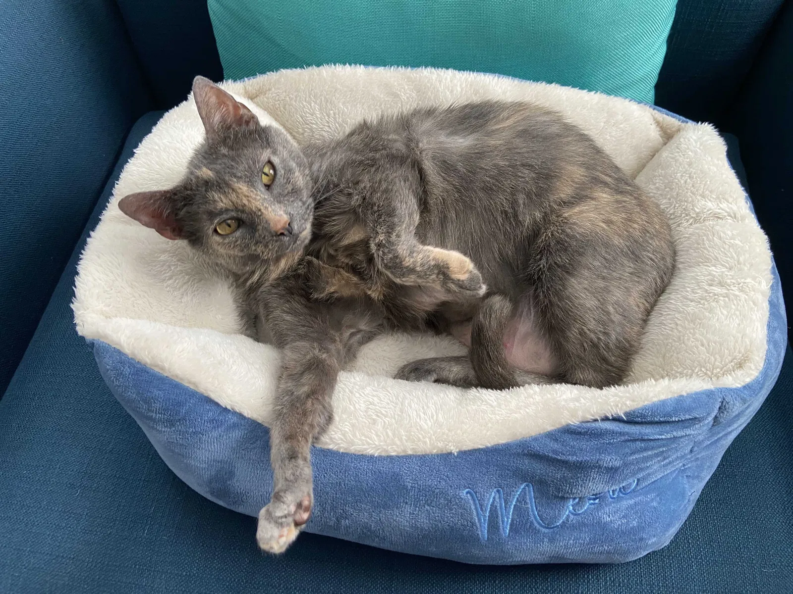 Lost cat in Charleston, SC, 29407