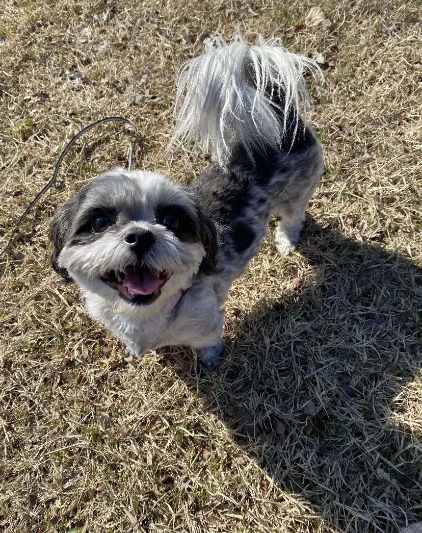 Lost dog in Princeton, TX, 75407
