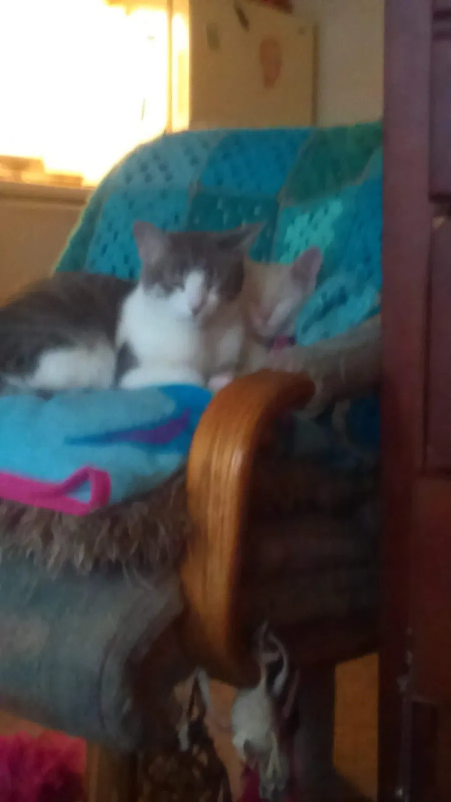 Found cat in Colorado Springs, CO, 80910
