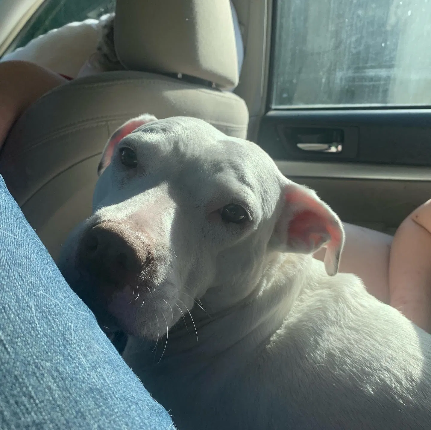 Lost dog in Jacksonville, FL, 32205