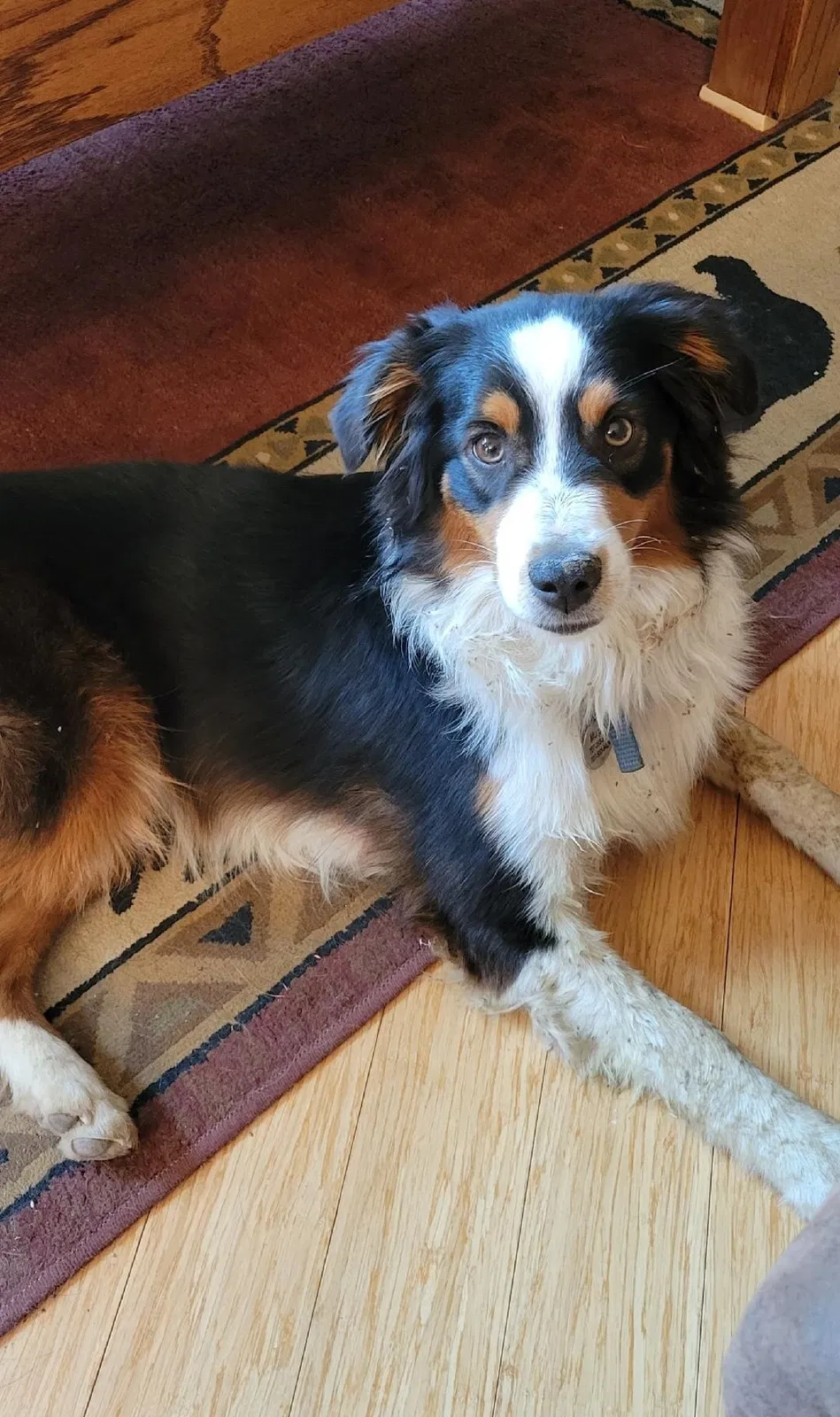 Lost dog in Lakeport, CA, 95453