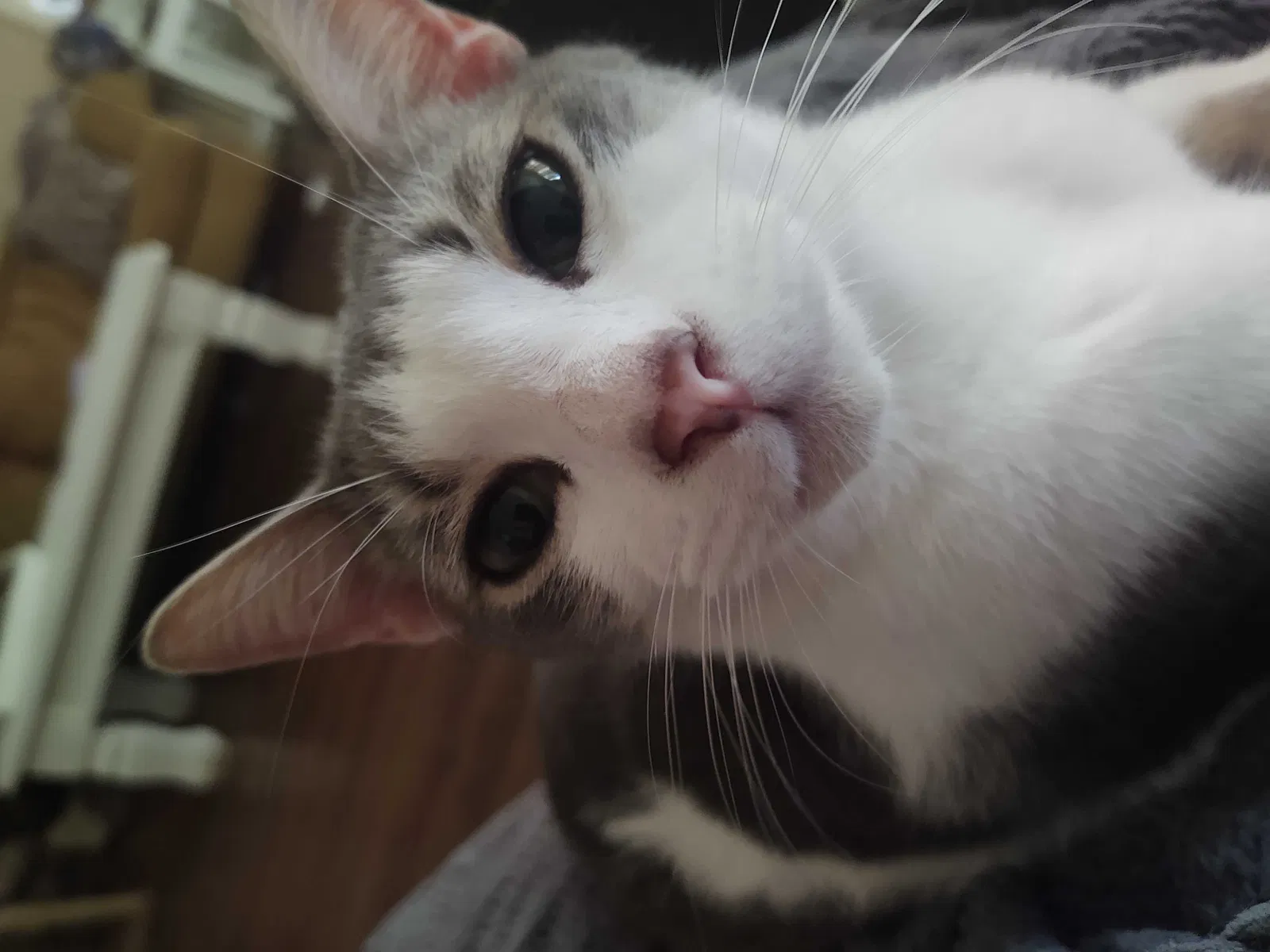 Lost cat in Red Rock, TX, 78662