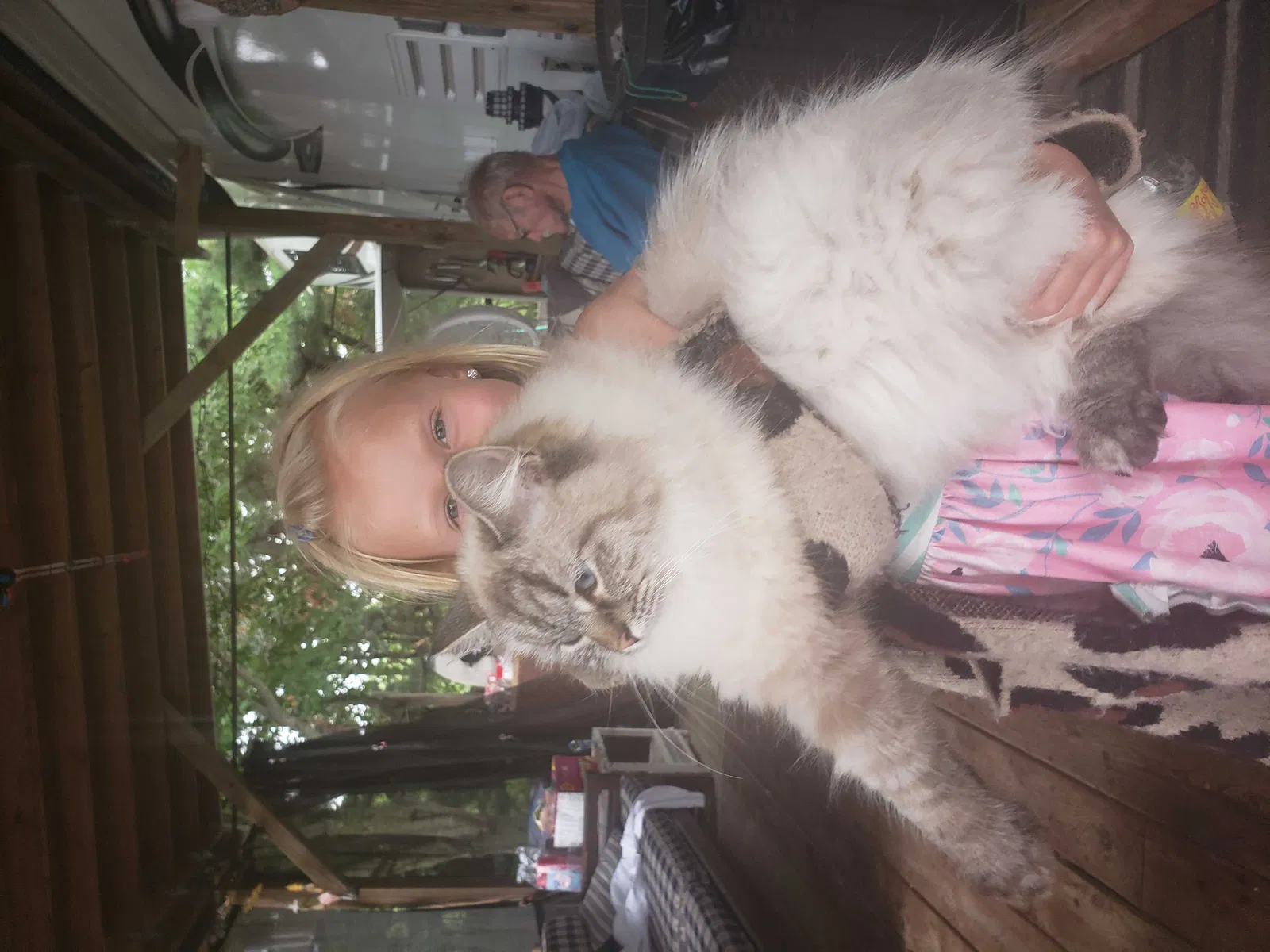 Lost cat in Westfield, IN, 46074