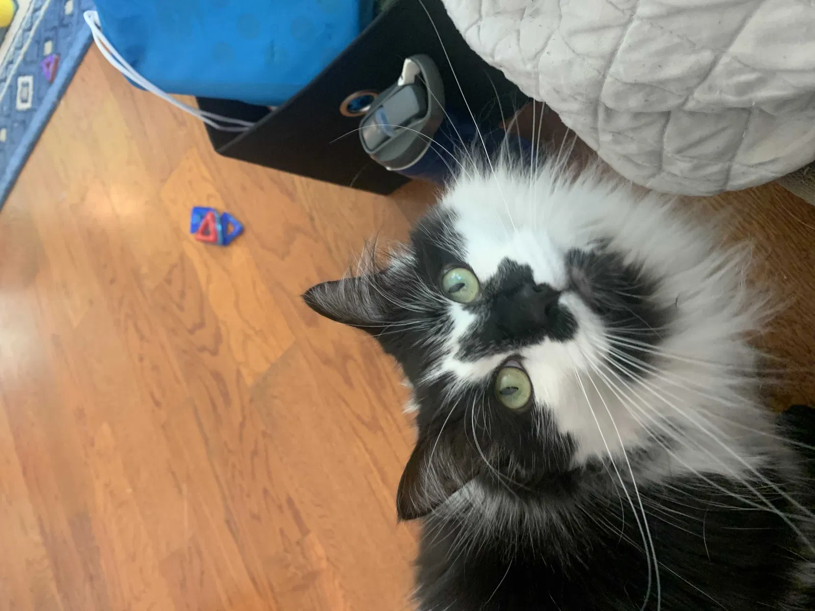 Lost cat in Woodstock, GA, 30188