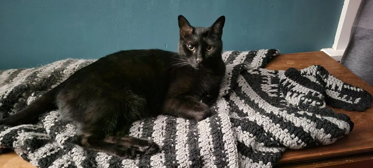 Lost cat in Pittsburgh, PA, 15216