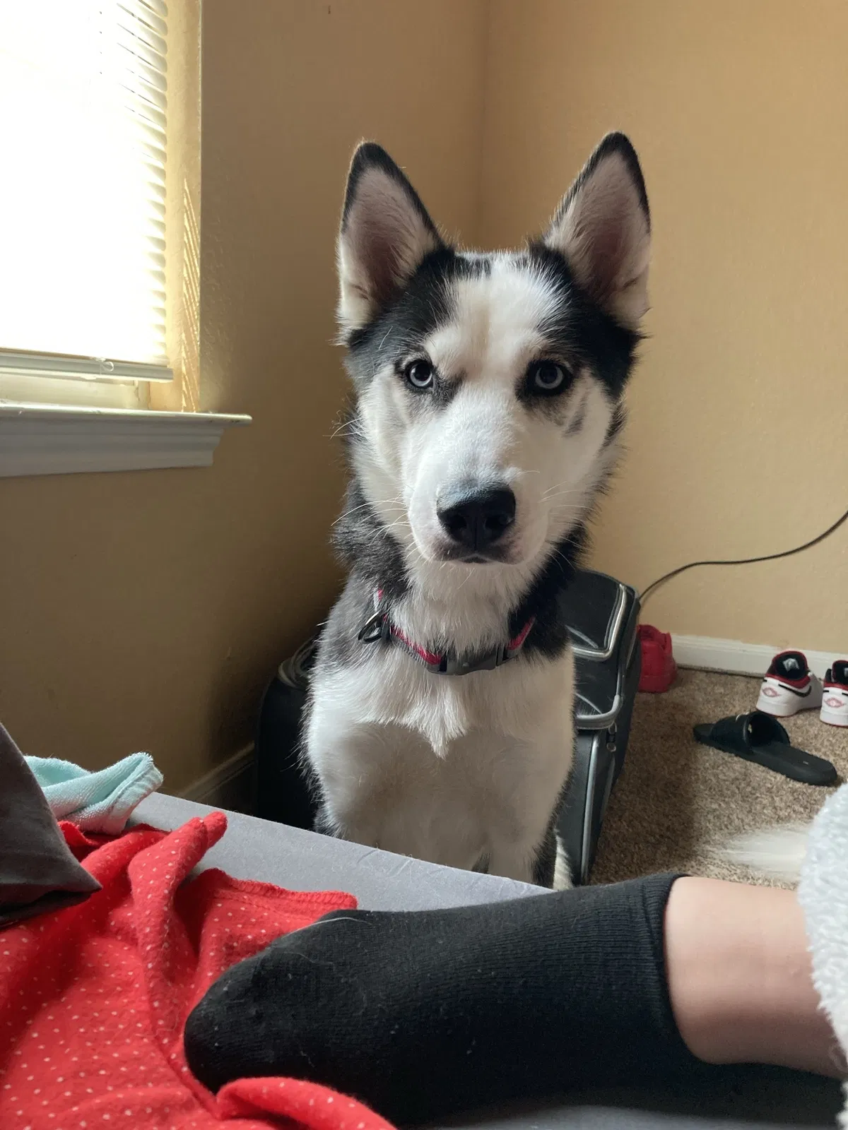 Lost dog in Georgetown, TX, 78626