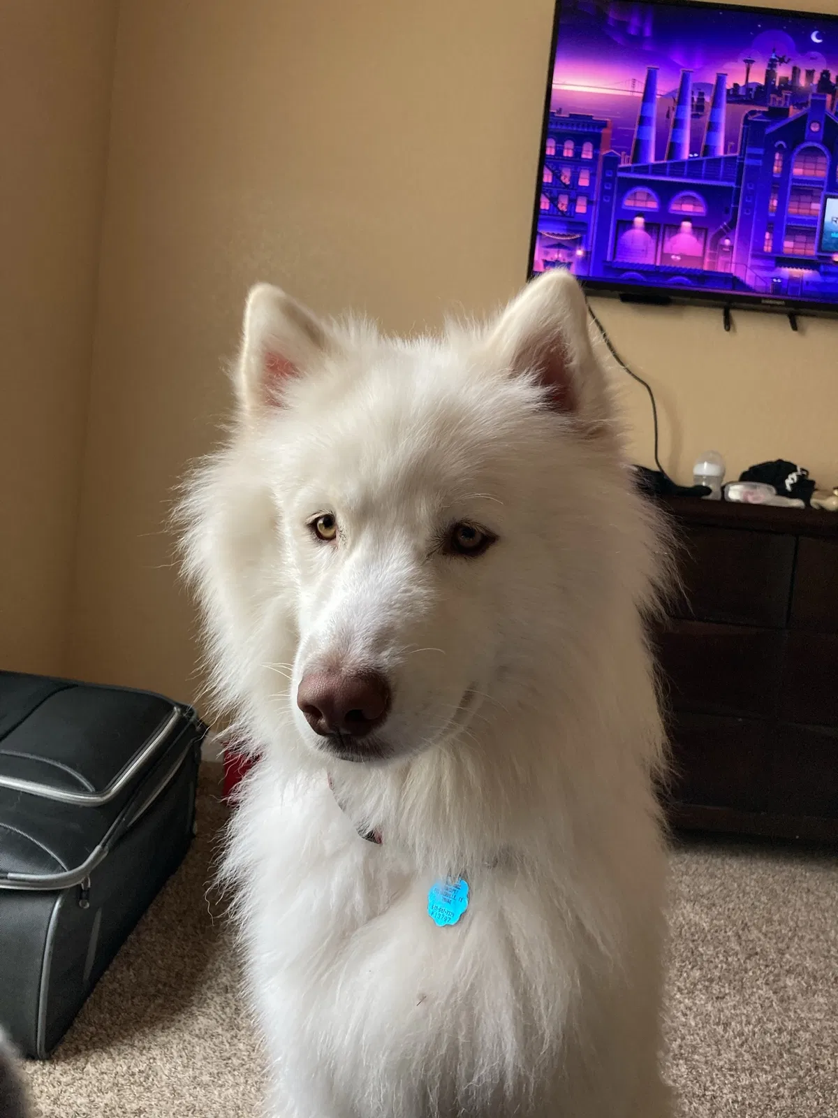 Lost dog in Georgetown, TX, 78626