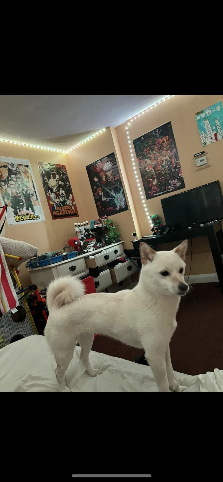 Lost dog in Brooklyn, MD, 21225