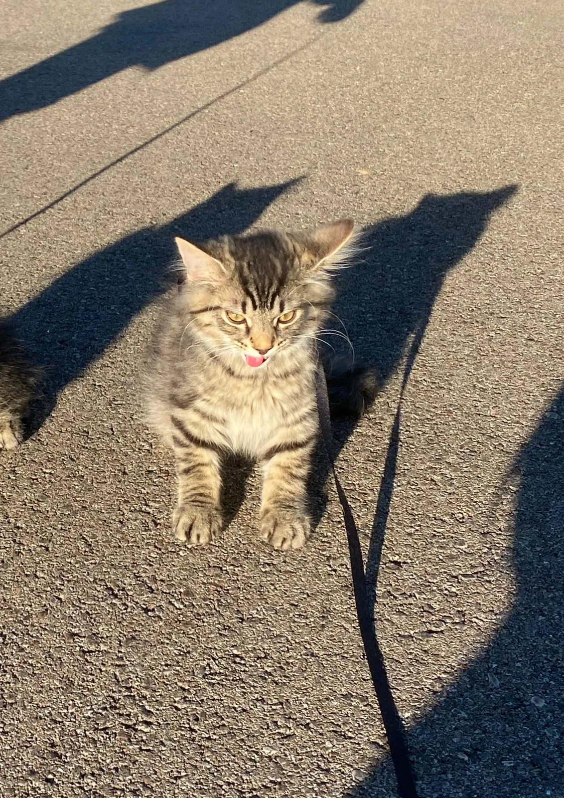 Lost cat in Loveland, OH, 45140