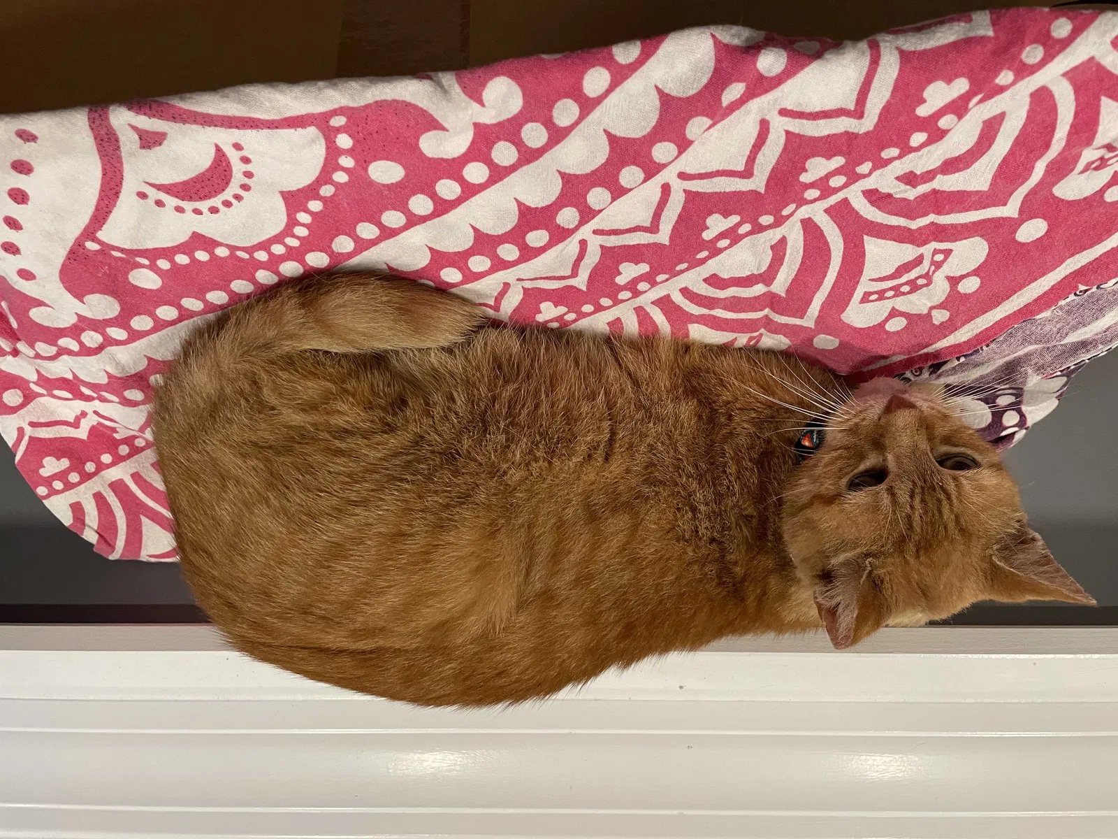 Lost cat in New City, NY, 10956