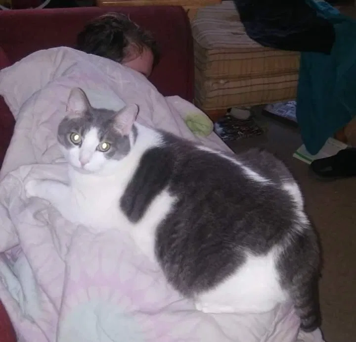 Lost cat in Feasterville Trevose, PA, 19053