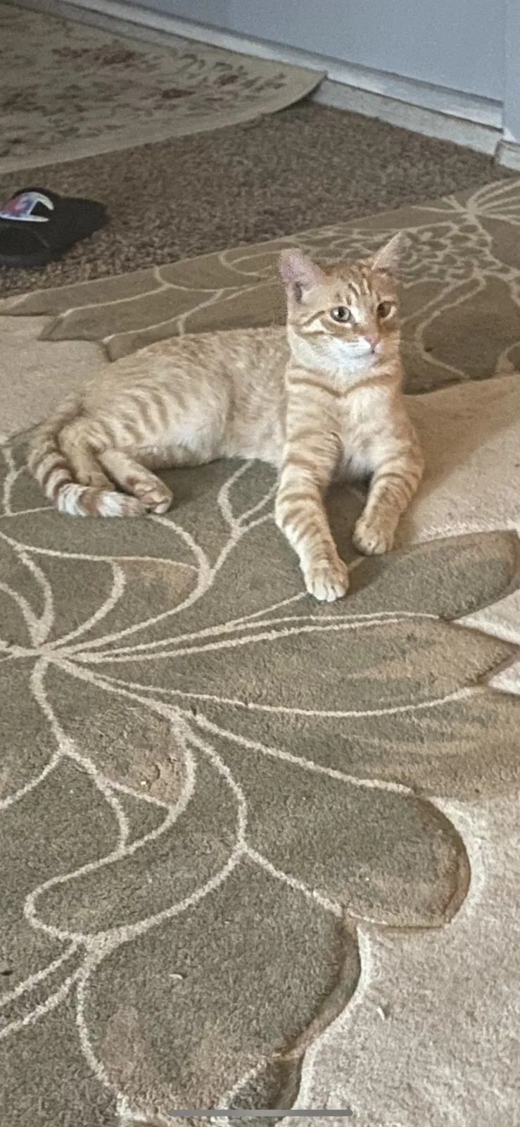 Lost cat in North Highlands, CA, 95660