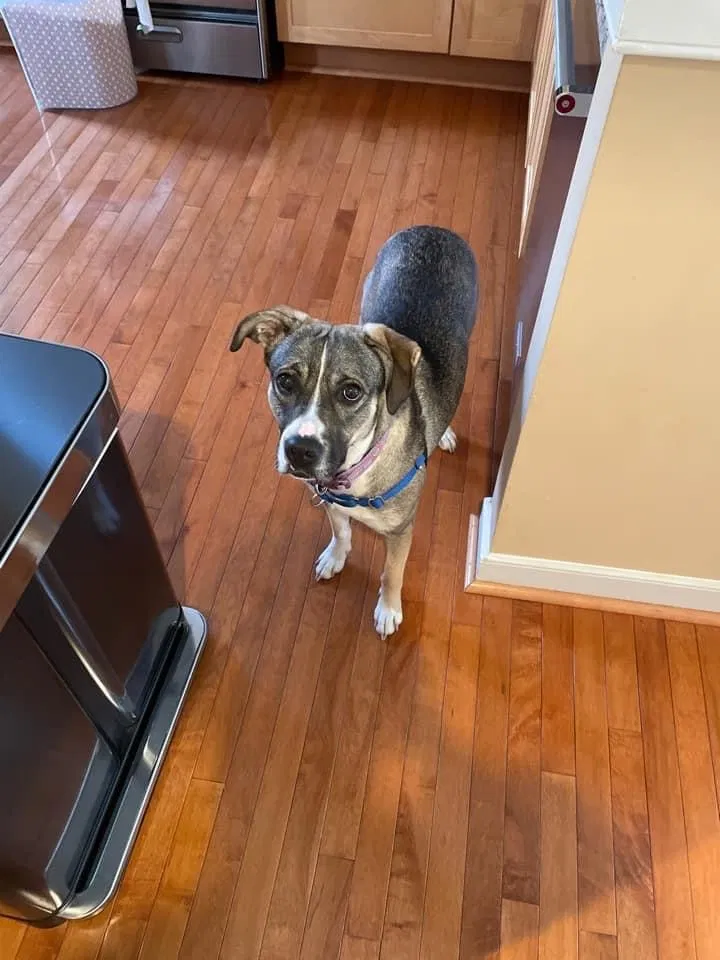 Lost dog in Baltimore, MD, 21224