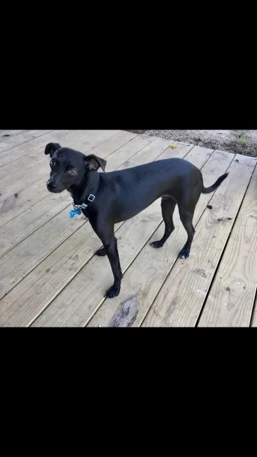 Lost dog in Mabank, TX, 75156