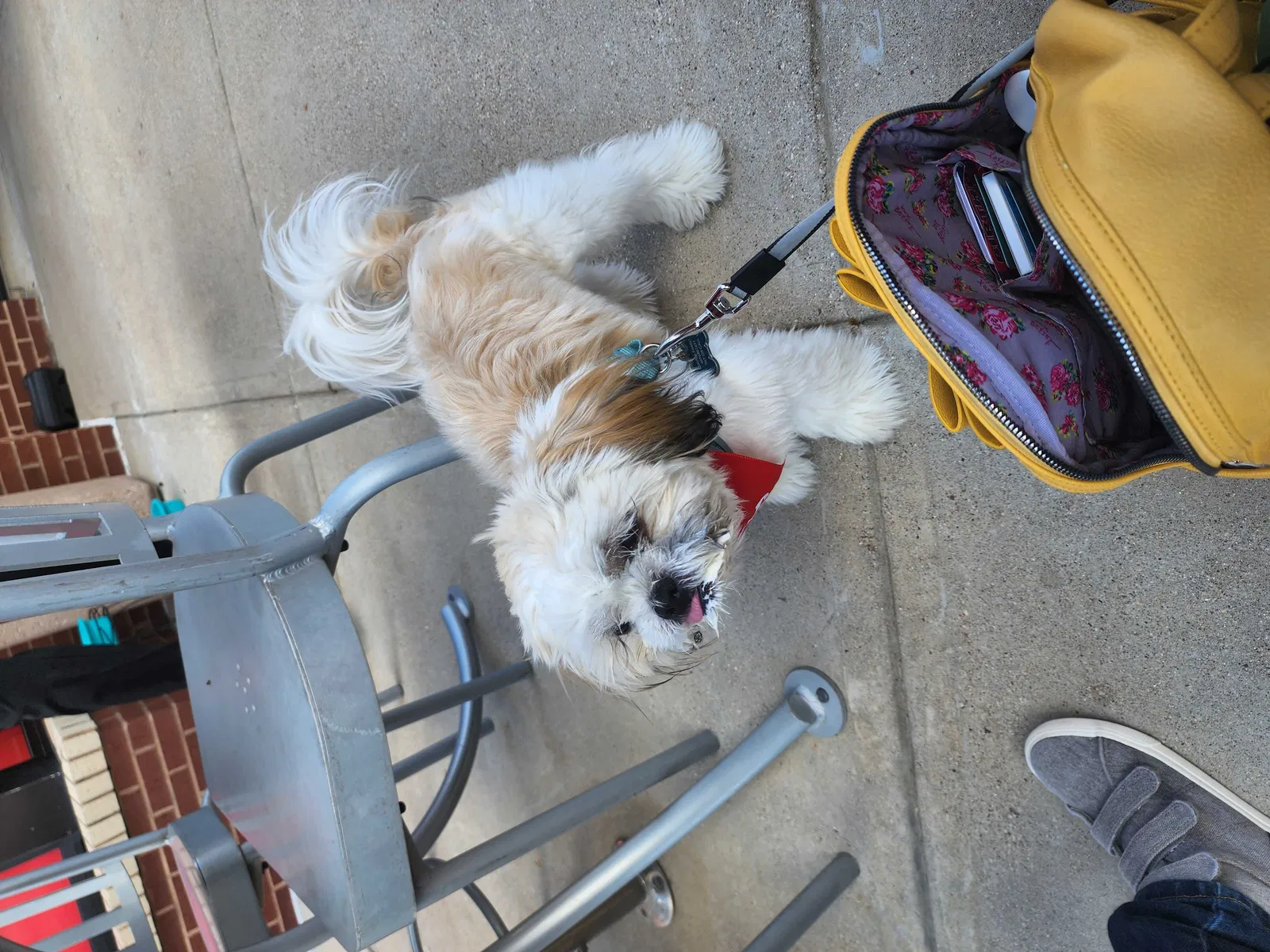 Lost dog in Fort Worth, TX, 76126