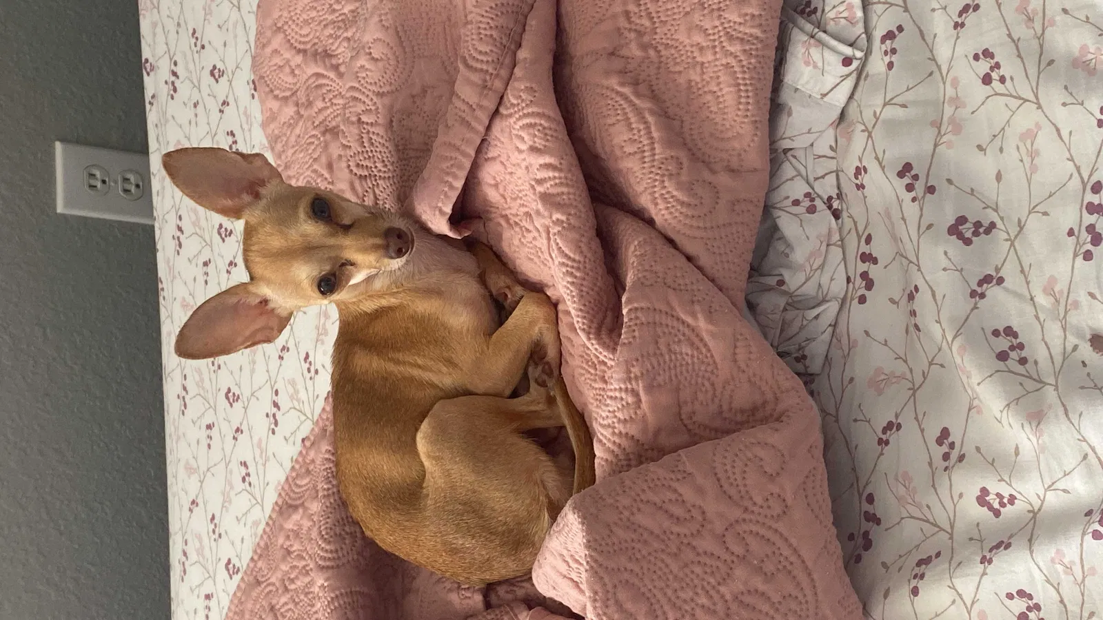 Lost dog in Orlando, FL, 32822