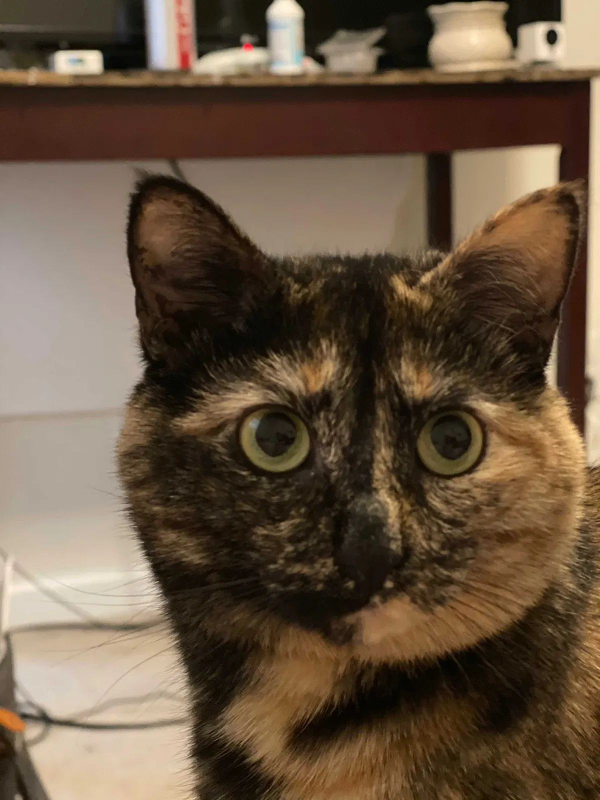 Lost cat in Alpharetta, GA, 30004