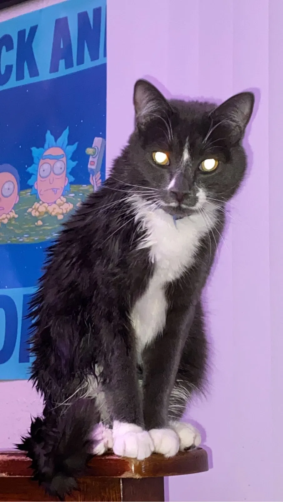 Lost cat in Midland, MI, 48640