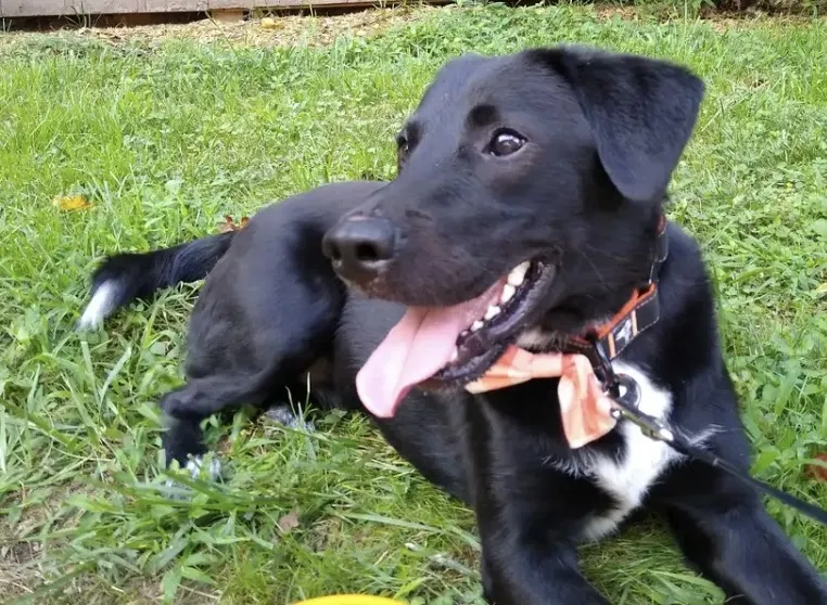 Lost dog in Lithonia, GA, 30058