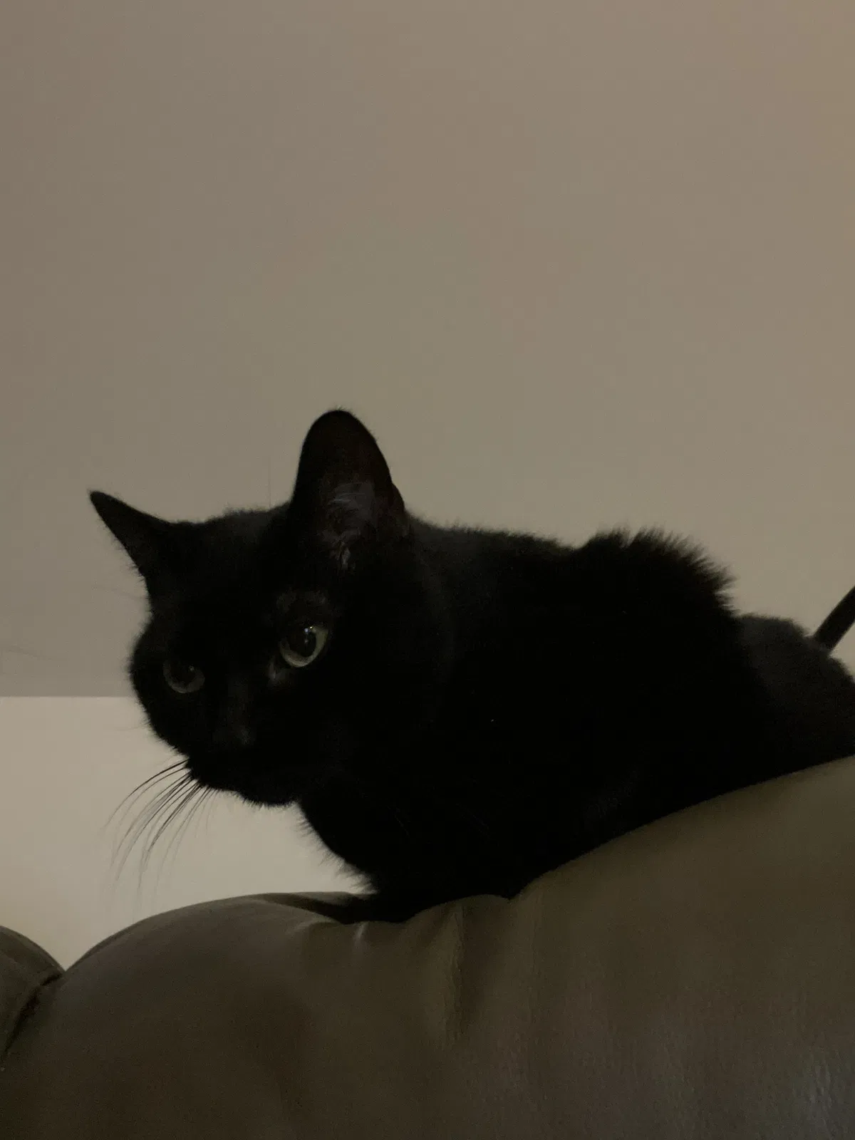 Lost cat in Woodford, VA, 22580
