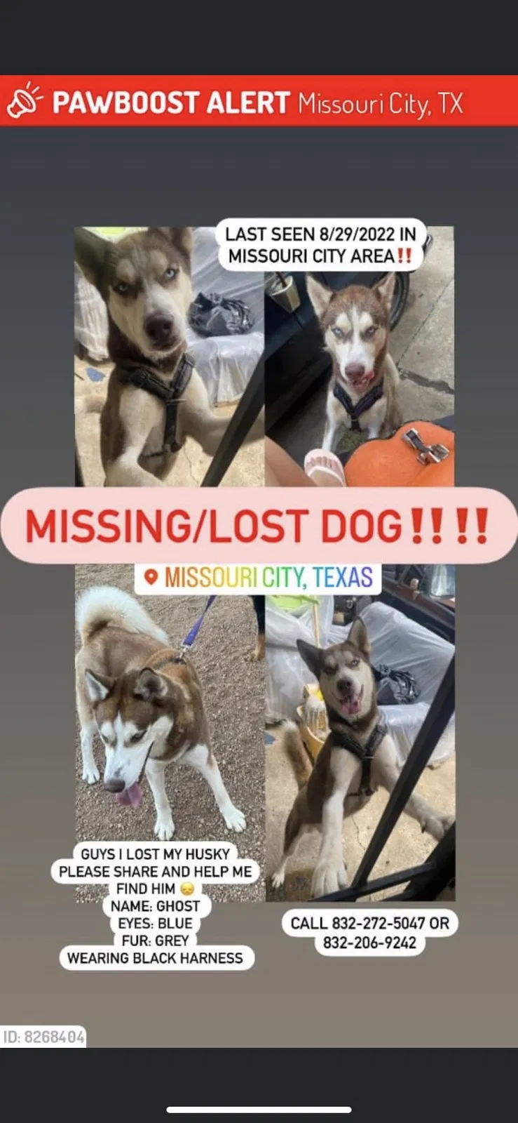 Lost dog in Missouri City, TX, 77489