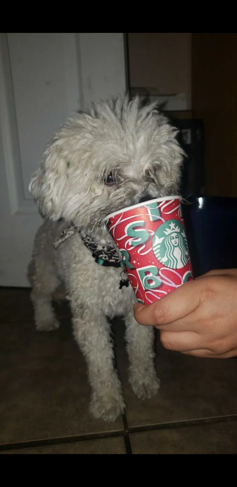 Lost dog in Pacoima, CA, 91331
