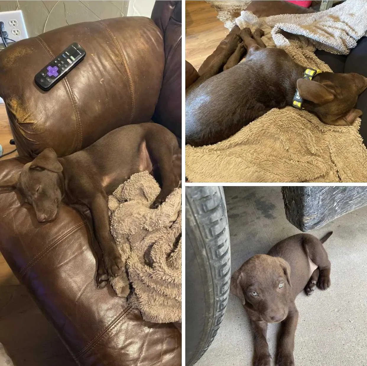 Lost dog in Eustace, TX, 75124