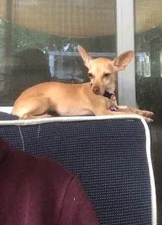 Lost dog in Orlando, FL, 32822