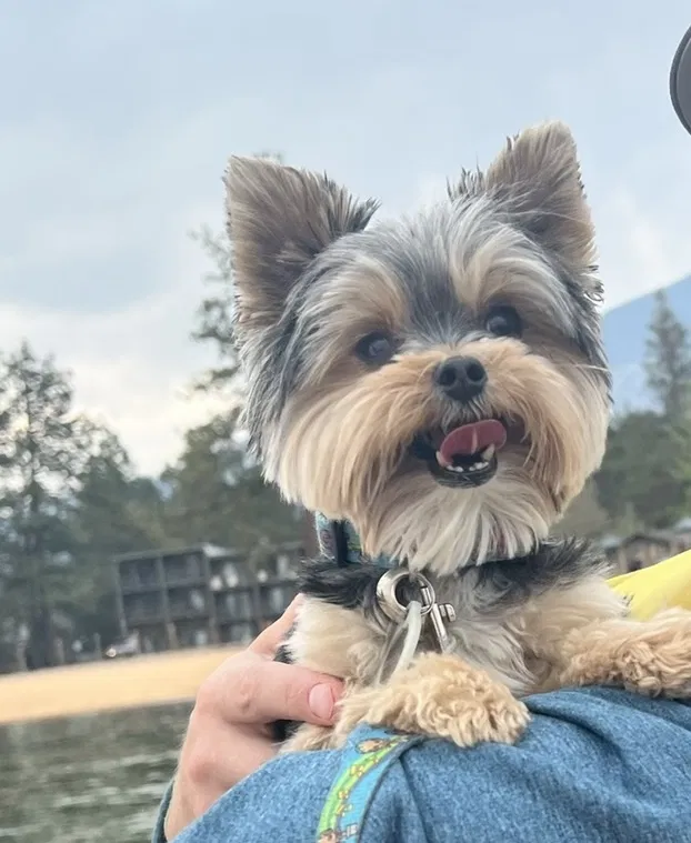 Lost dog in Apple Valley, CA, 92307