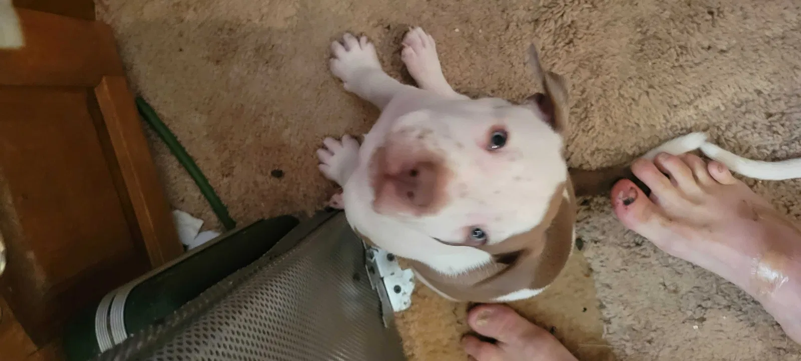 Lost dog in Vail, AZ, 85641