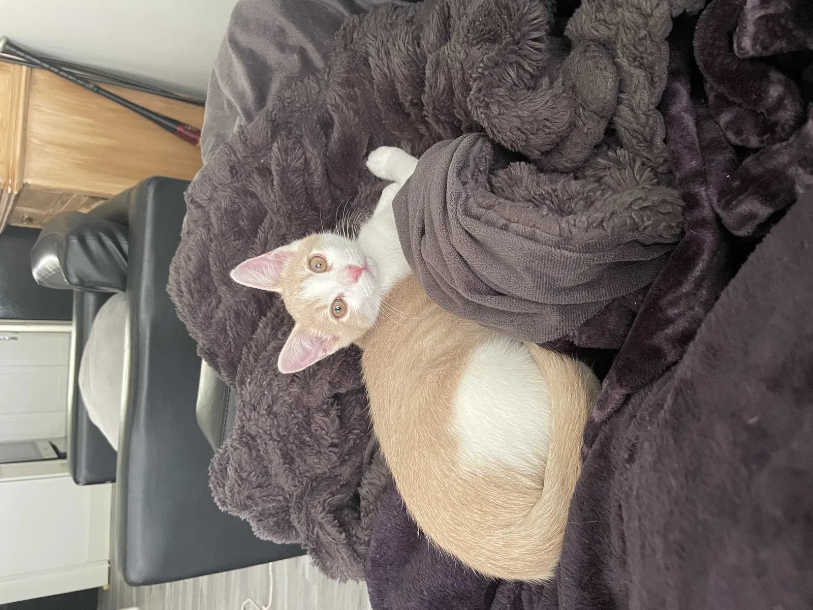 Lost cat in Dallas, GA, 30132