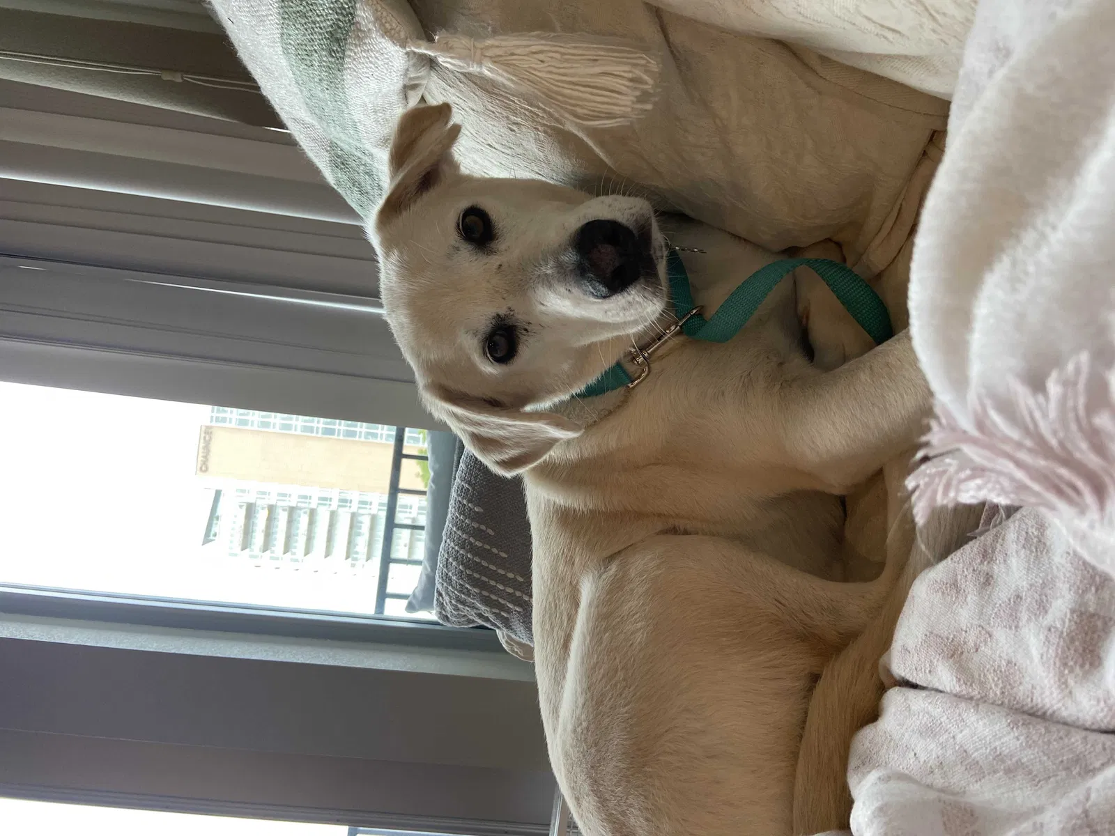 Lost dog in Iowa City, IA, 52245