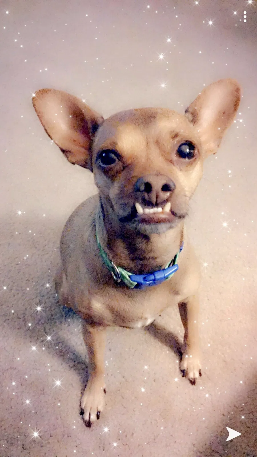 Lost dog in Stockton, CA, 95207