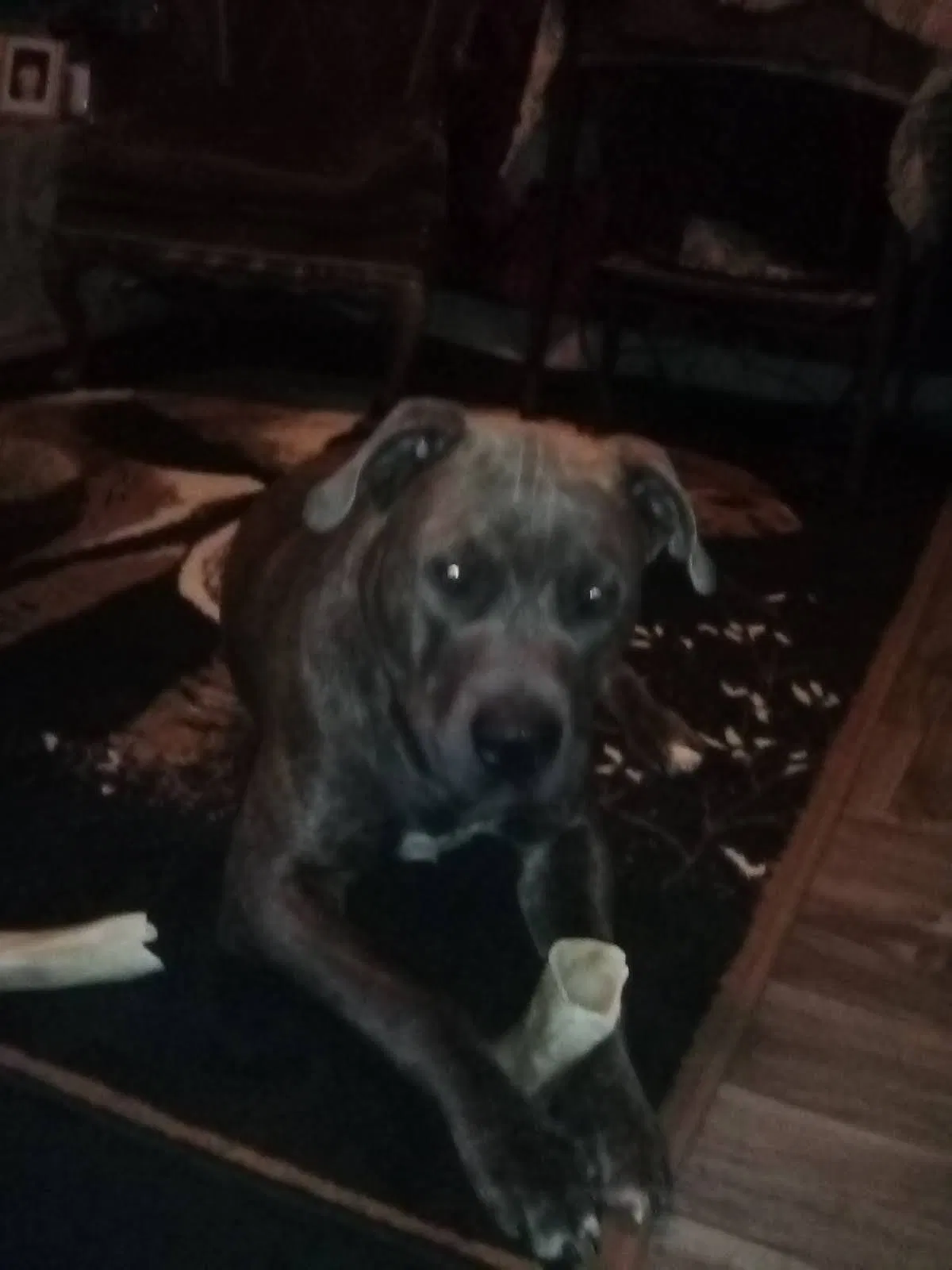 Lost dog in Des Moines, IA, 50310