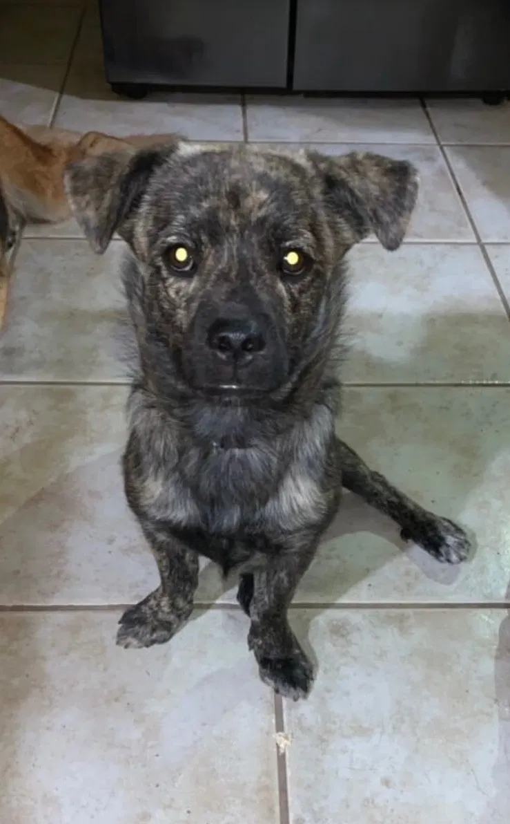 Lost dog in Phoenix, AZ, 85035