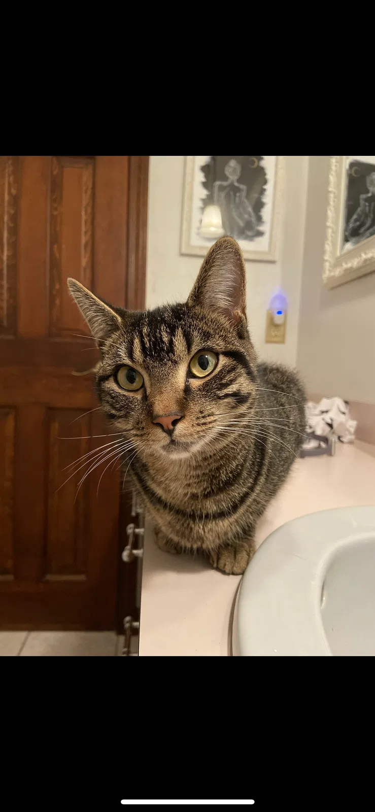Lost cat in East Longmeadow, MA, 1028