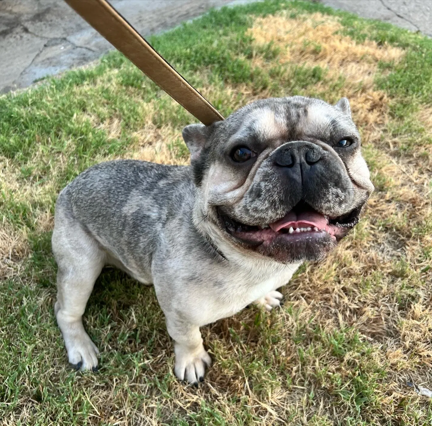 Lost dog in Fort Worth, TX, 76132