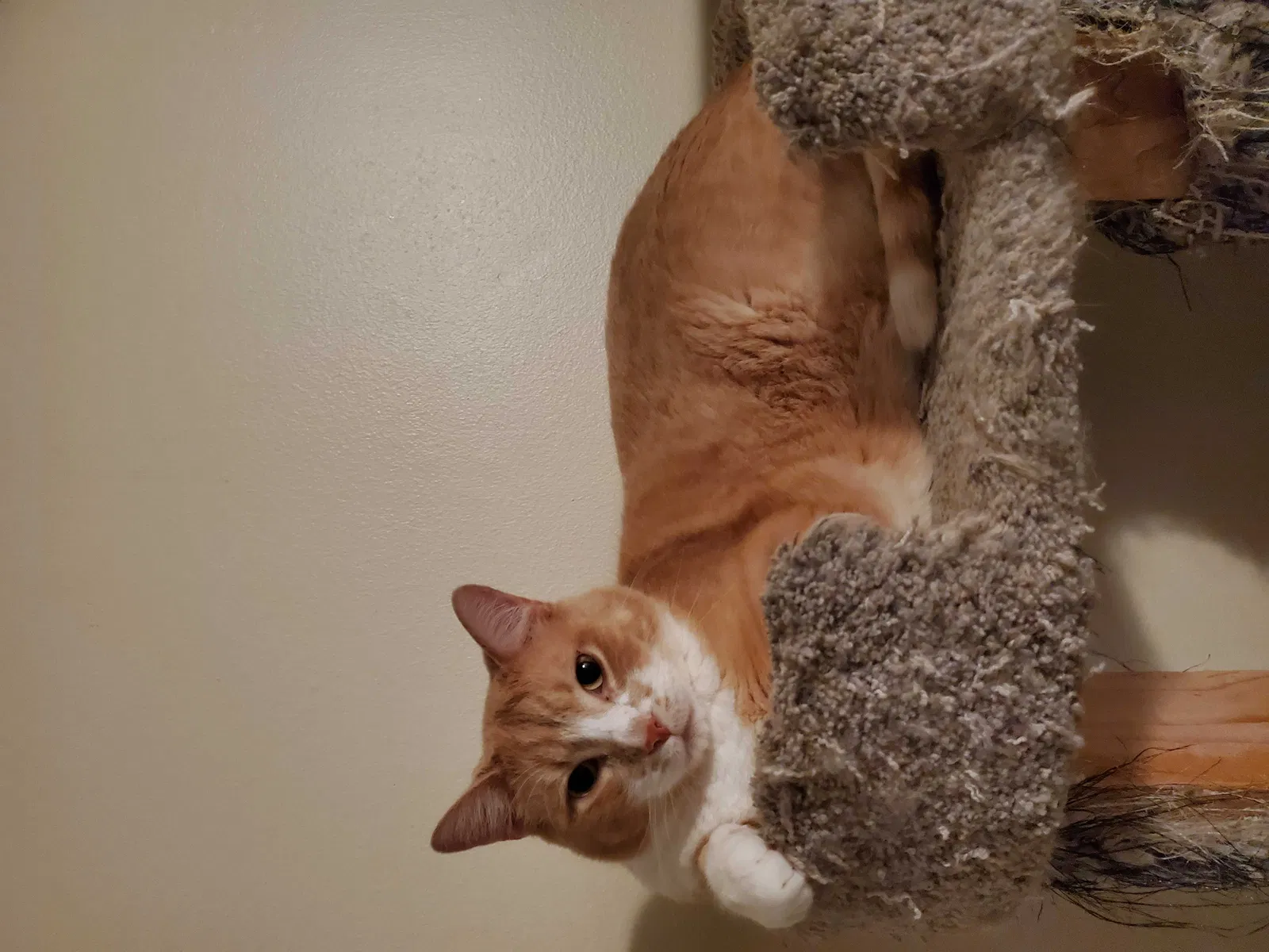 Lost cat in Mound, MN, 55364